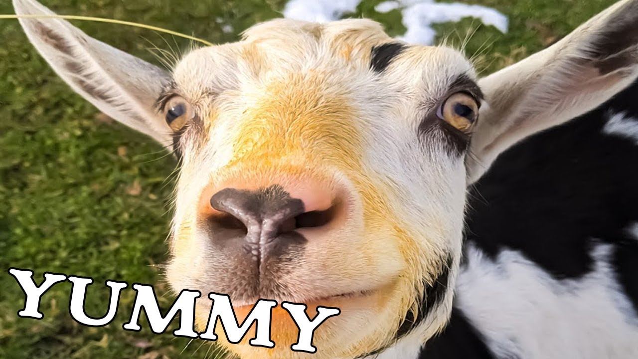 One of the best FREE Goat Treats