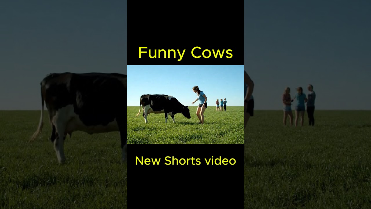funny cows with men &mdash; farming, animal bonding, or culture  #funnyinterview