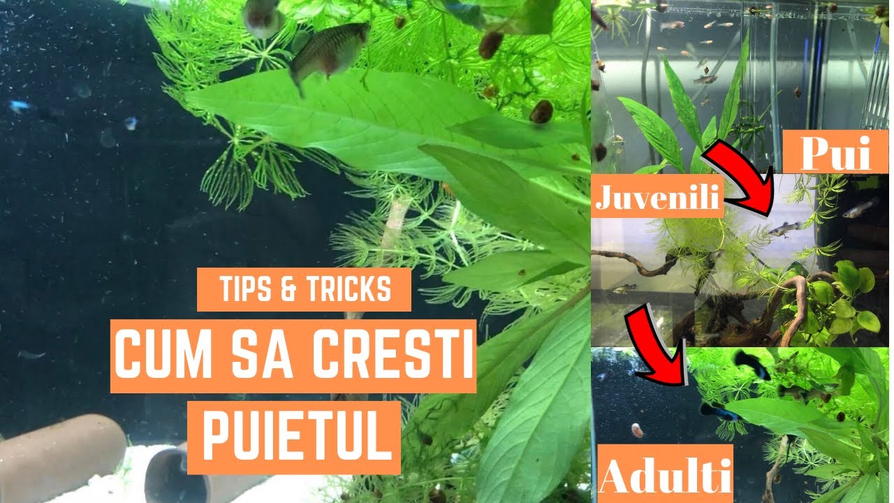 Cum Sa Cresti Puii De Pesti | Tips & Tricks | 3 Sfaturi