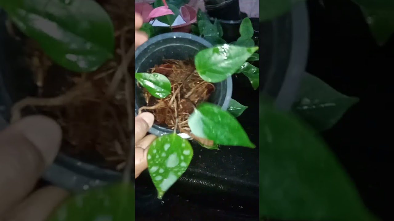 අඩුවට ලොකුම ප්ලාන්ට් හෙව්ව ඔයාට ඔන්න සුපිරි වාසියක් හොදේ 0771374025-හිරූ 