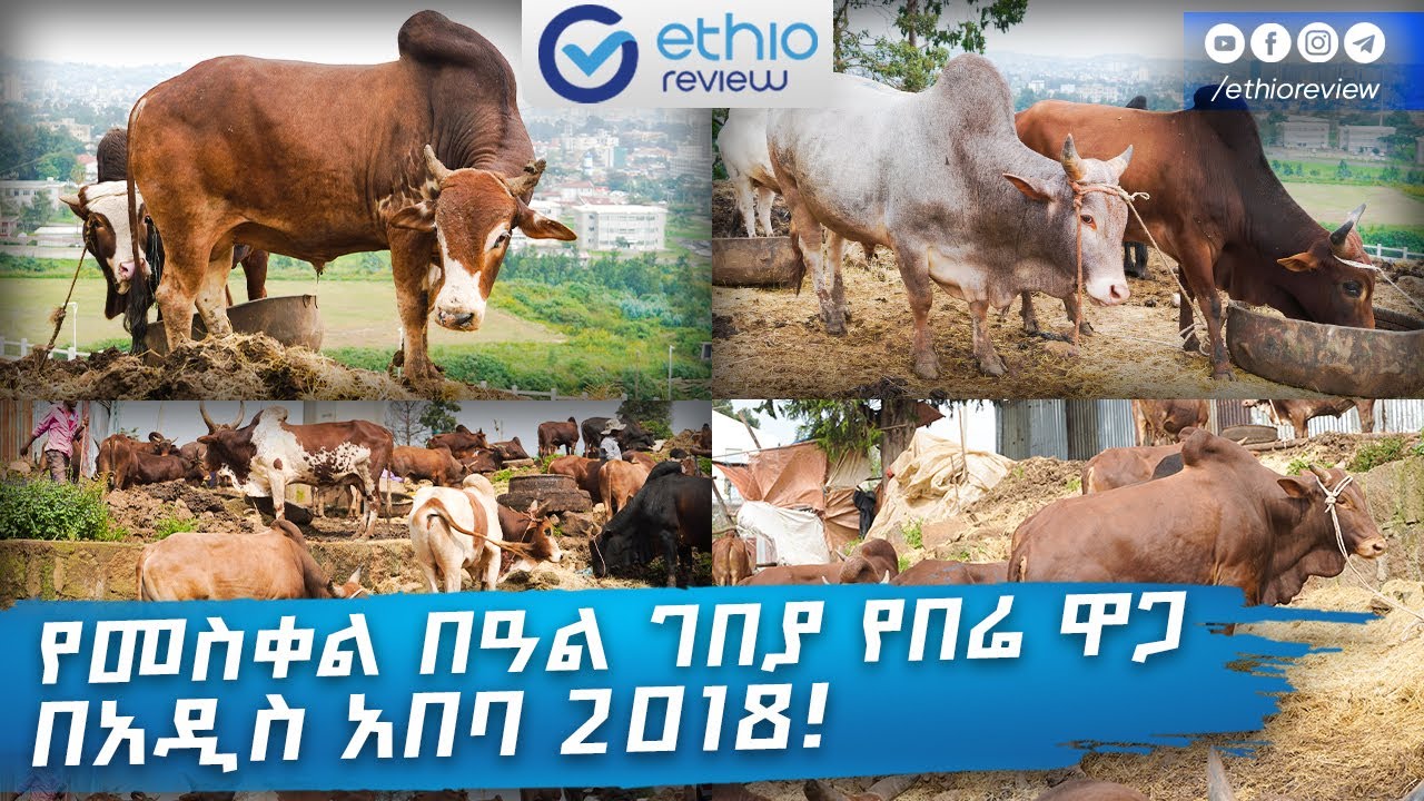 የመስቀል በዓል ገበያ የበሬ ዋጋ 2018 / Meskel Holiday Ox Price in Addis Ababa Ethiopia