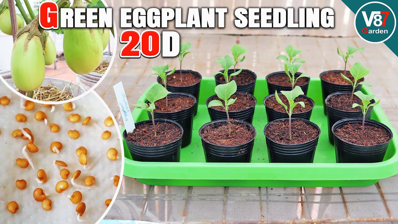 How to Grow Green Eggplant from Seed to Transplant | Step by Step Guide