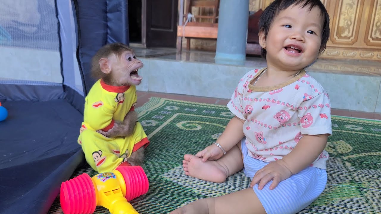 Monkey David and baby have a heated argument