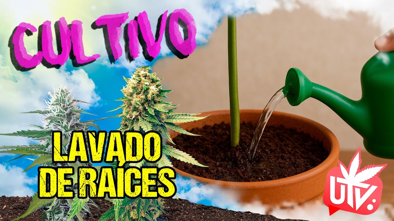 CULTIVO 💧 LAVADO DE RA&Iacute;CES
