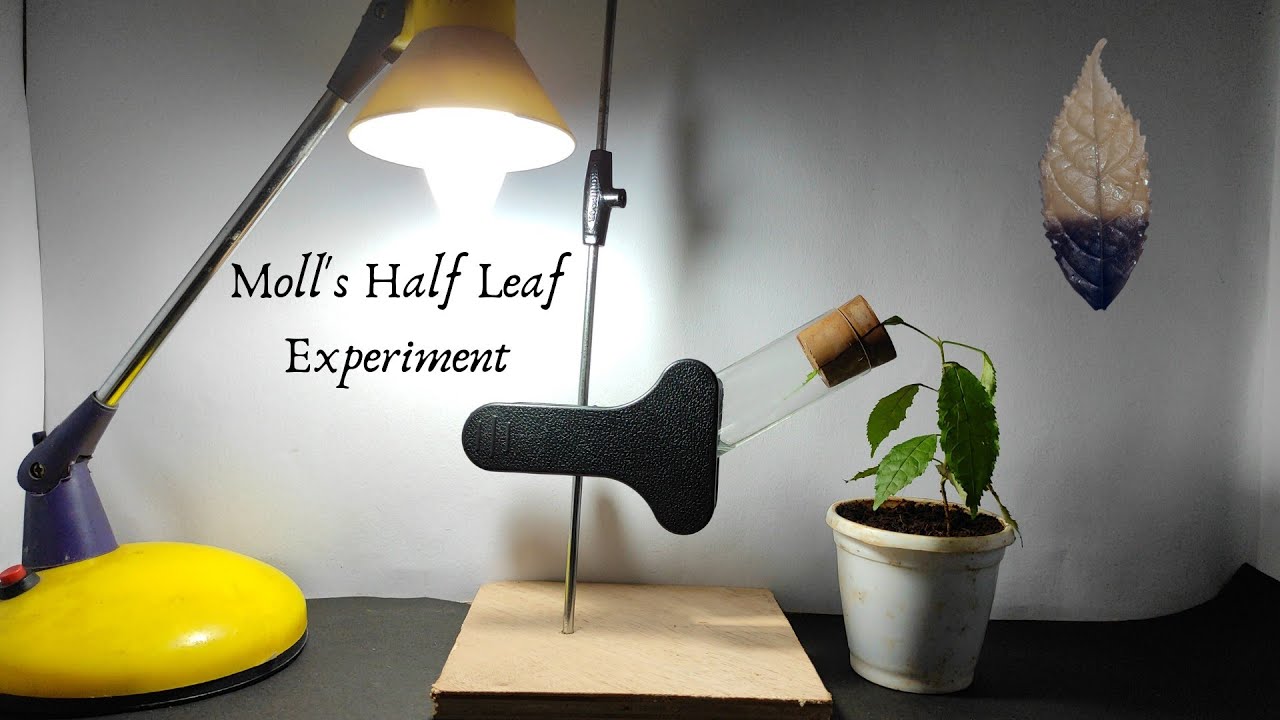 Moll's Half Leaf Experiment