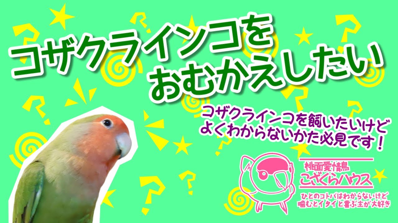 コザクラインコをおむかえしたい