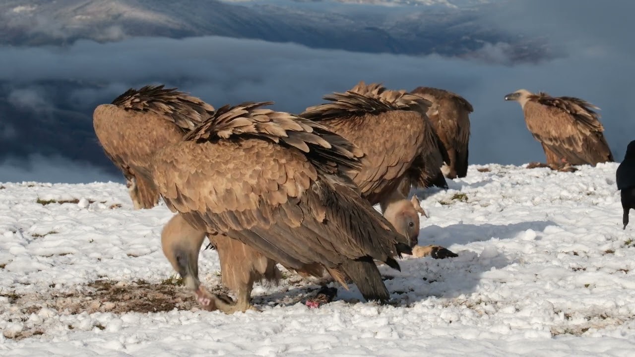 Buseu Project - Voltor comú - Buitre leonado - Griffon vulture - Gyps fulvus
