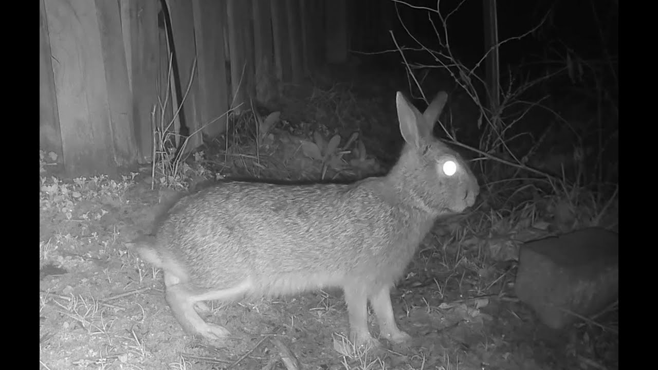 Late January 2026 (Rabbit, Robin, Bobcat)