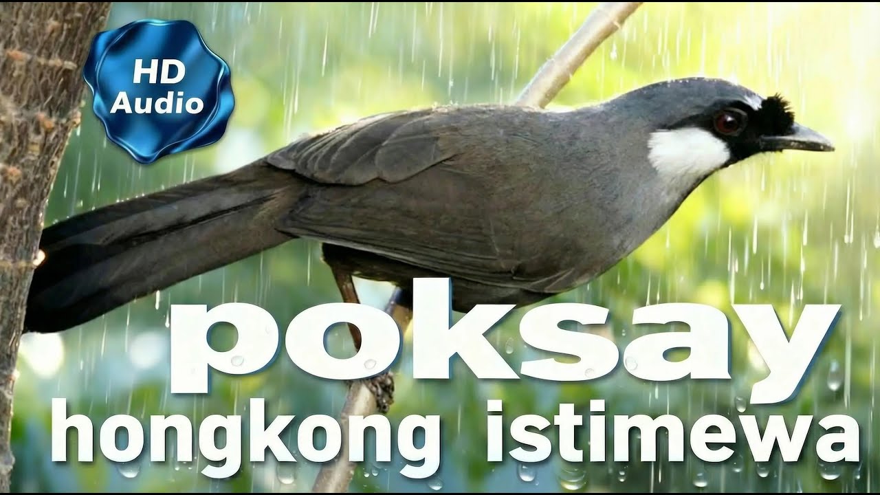 Poksay Hongkong Suara Merdu Bikin Ketagihan  #poksayhongkong#poksayhongkonggacor#poksayhongkongmerdu