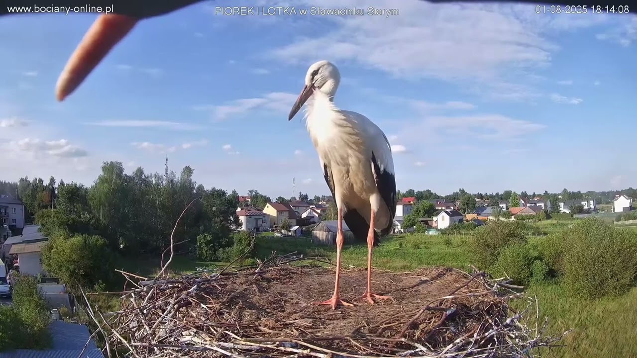 Bociania ciekawość.😂😂🤣