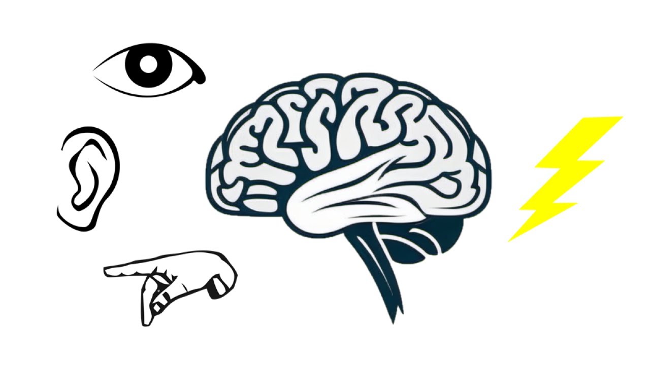 The Use of Neural Entrainment in Accelerating Learning
