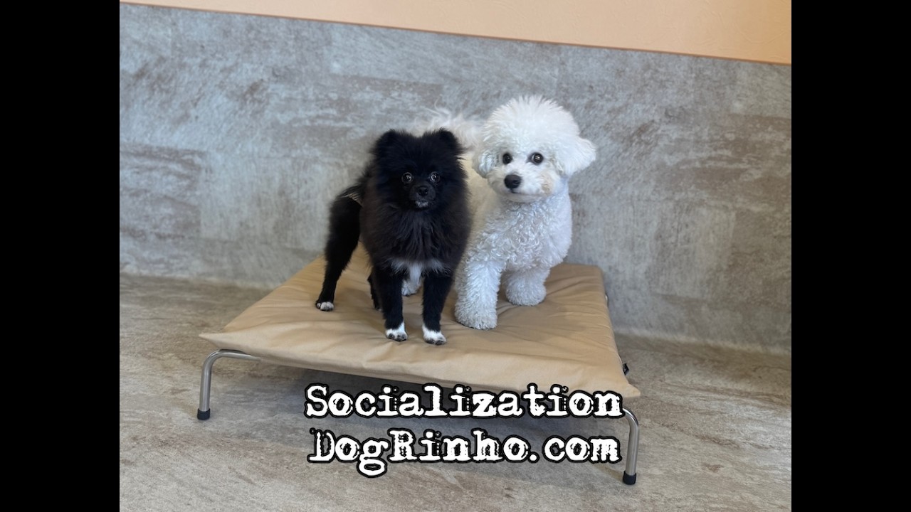 Dog daycare in Japan DogRinho 犬の保育園　20260215
