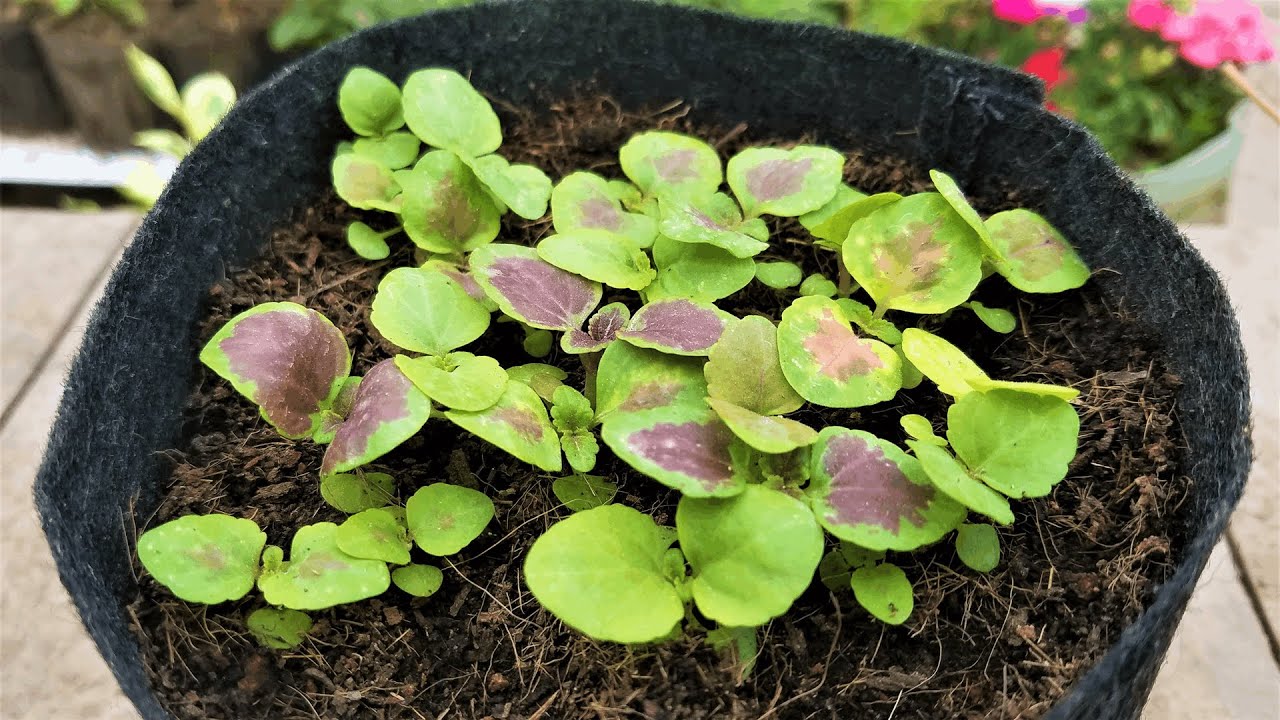 How to Grow Coleus From Seed | Coleus Plant Growing Season | Coleus Plant Soil Mix | Foliage Plants