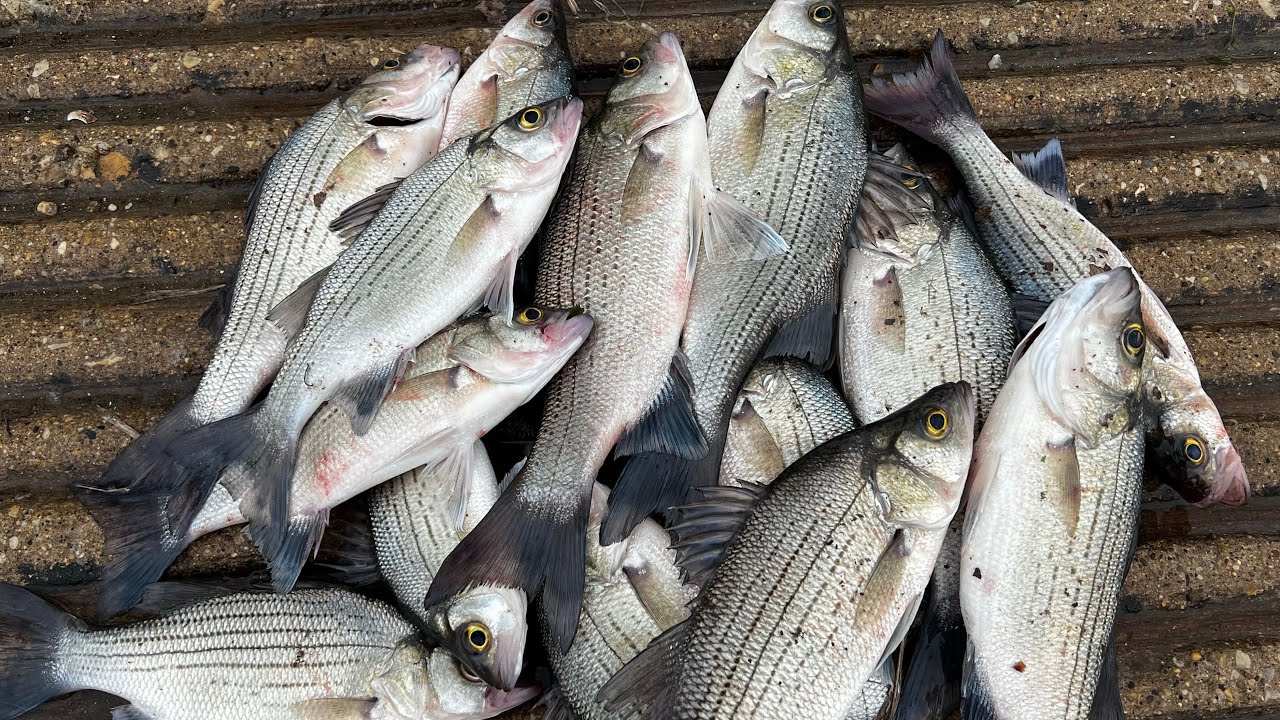 White bass. Todo lo que necesitas para pescar white bass