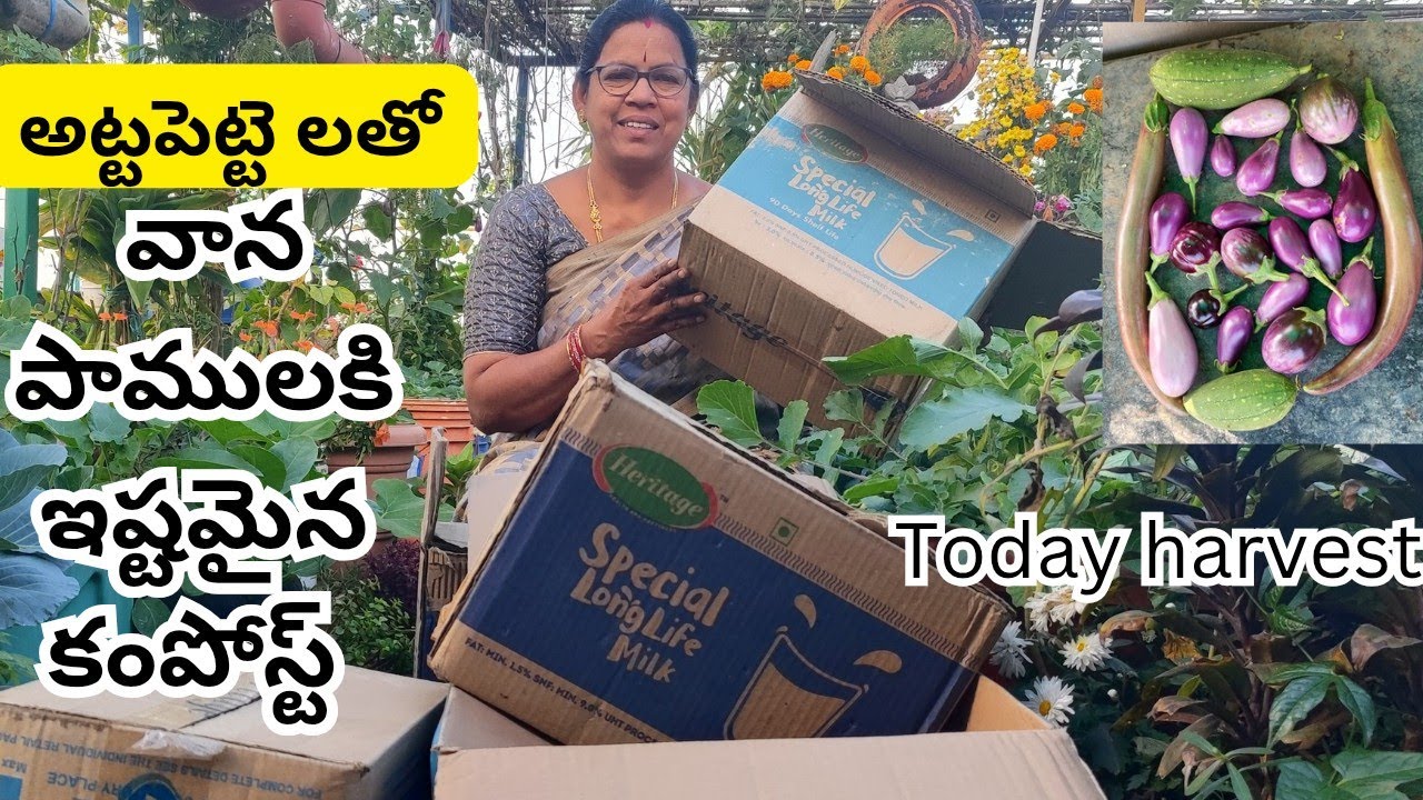వేస్ట్ అట్ట పెట్టెలతో వానపాములకు ఇష్టమైన కంపోస్ట్, పెన్నాడ వంగ హార్వెస్ట్  #Cotton box compost, #