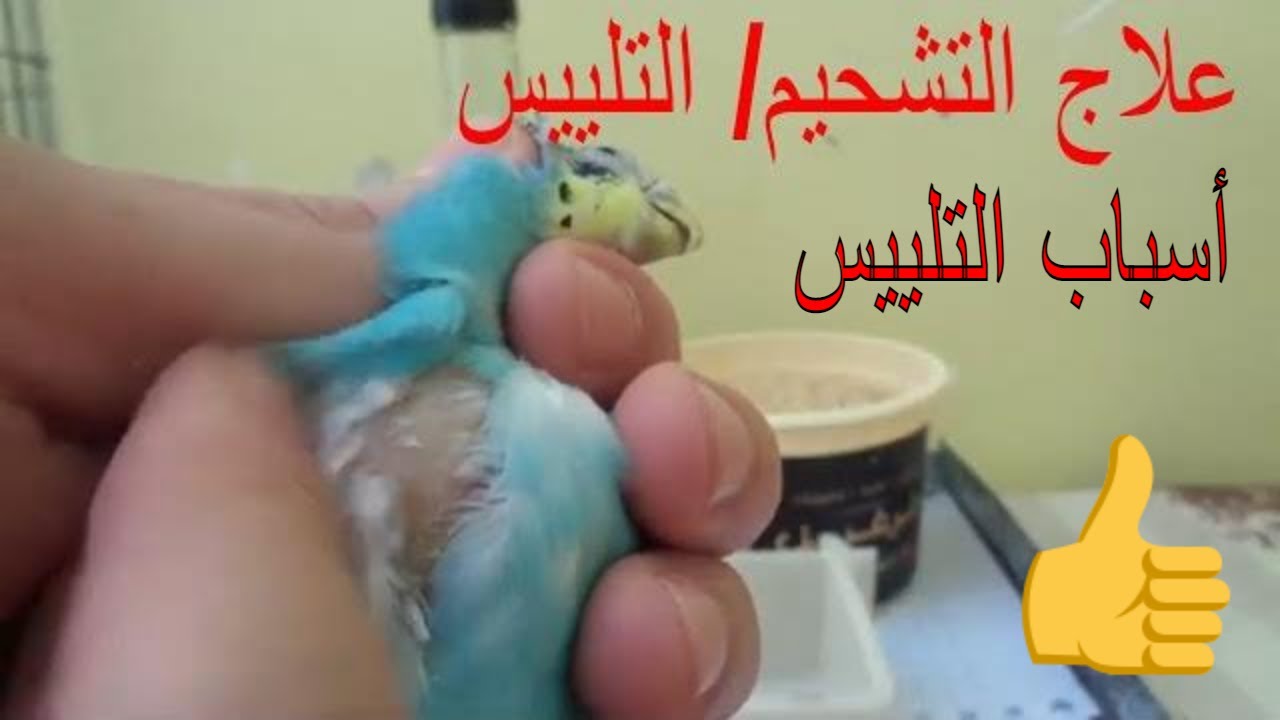 كيف تعرف أن البادجي مصاب بالتشحيم (التلييس) و وصفة فعالة لعلاج التشحيم