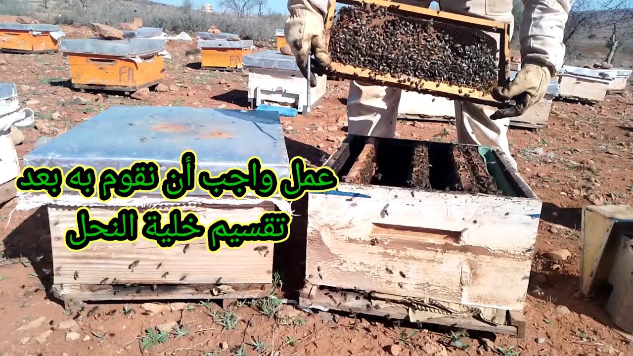عمل  واجب أن نقوم به بعد التقسيم/تقسيم خلية النحل/