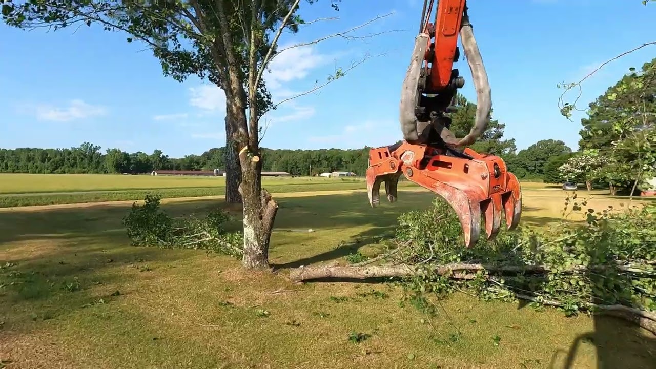 How to KILL Bradford pear trees FAST!!!!!