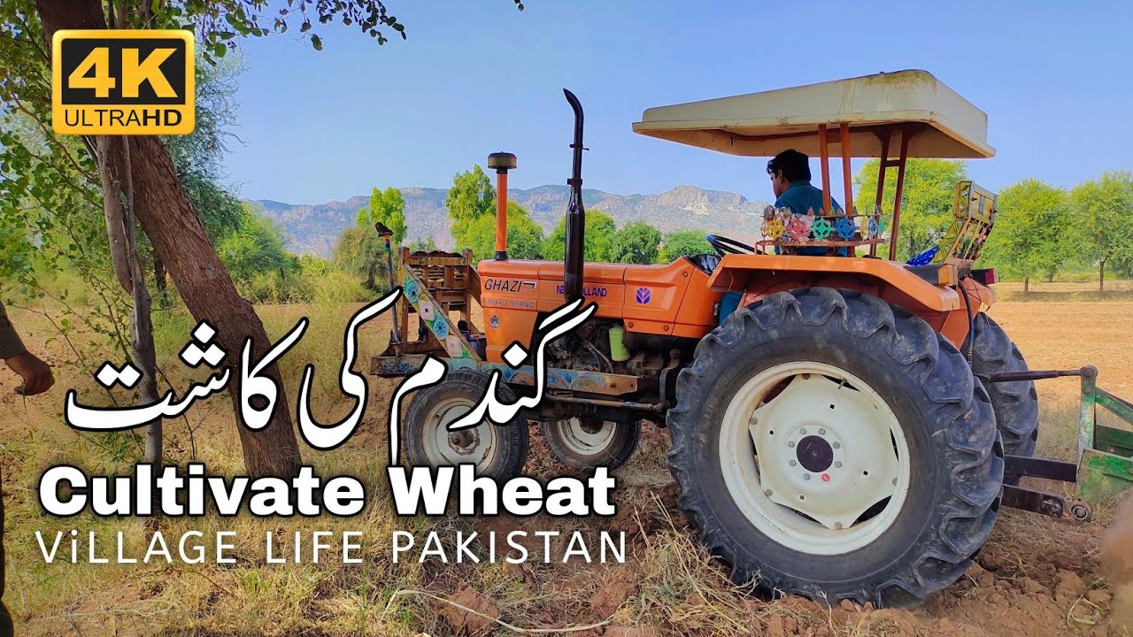 Gandum Ki Kasht Wheat Crop Cultivation || Village Life In Pakistan || گندم کی کاشت