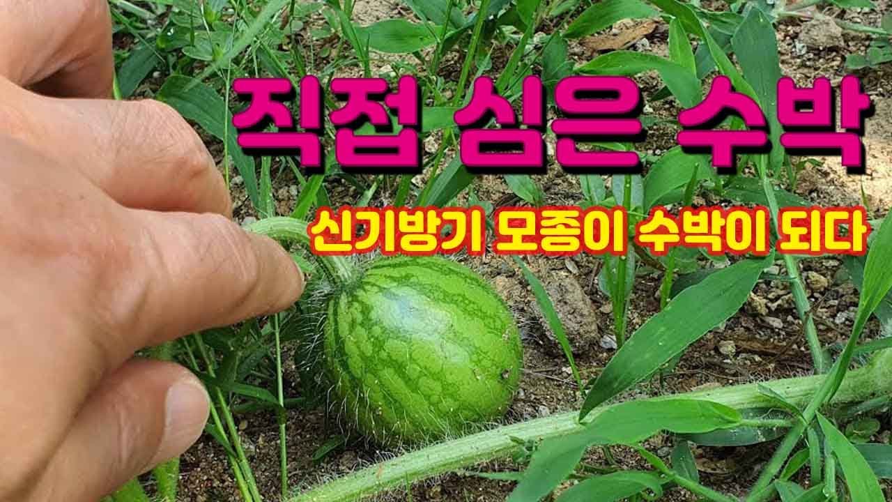 주말만 귀촌 직장인 - 날 좋은날 텃밭을 돌며 수박 발견