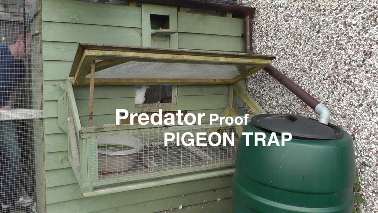 Clever Pigeon Loft Trap Door Design