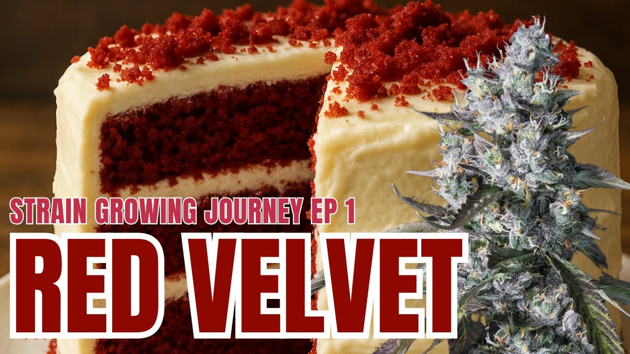 Red Velvet -  Cannabis Genetic, Terpene Profile &  Soil Setup - Strain Growing Journey Ep I 420