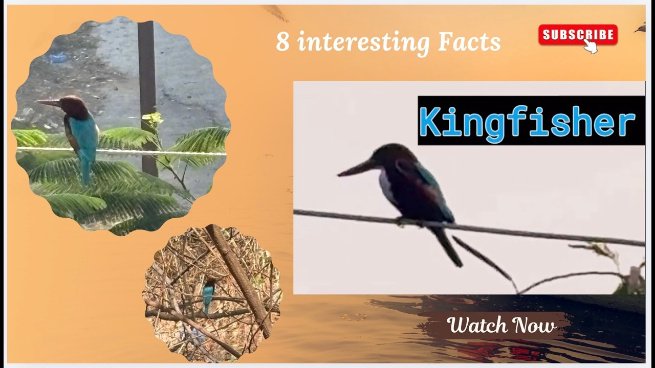 Did you know kingfisher can eat 10-12 fishes at once? check out 8 such interesting facts about them.