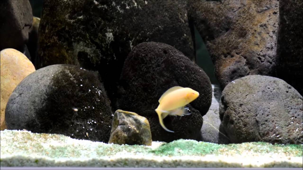 NEOLAMPROLOGUS ALBİNO BRİCHARDİ