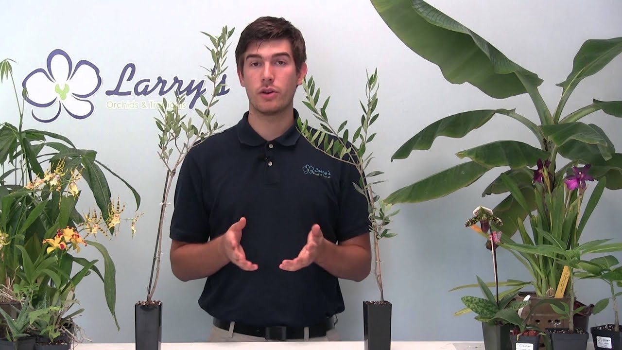 How to Grow Olives - Video Growing Guide