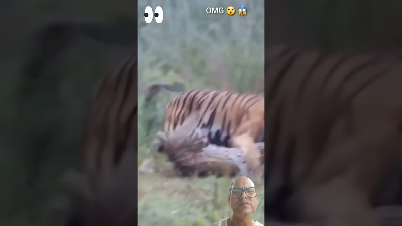 Tiger and Leopard fight. #world tour #animals #funny #leopard #tiger.