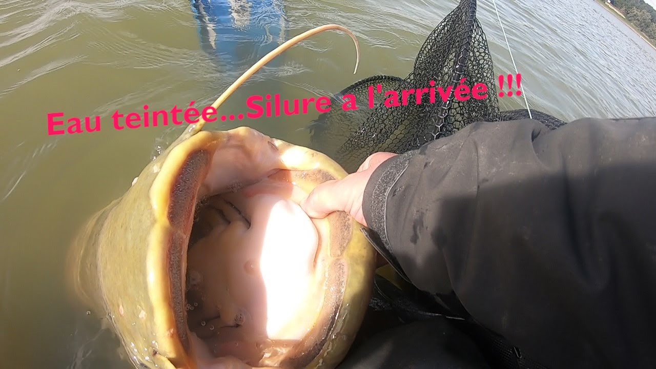 LIVESCOPE garmin :EAU teintée ...SILURE a l arrivée !!!