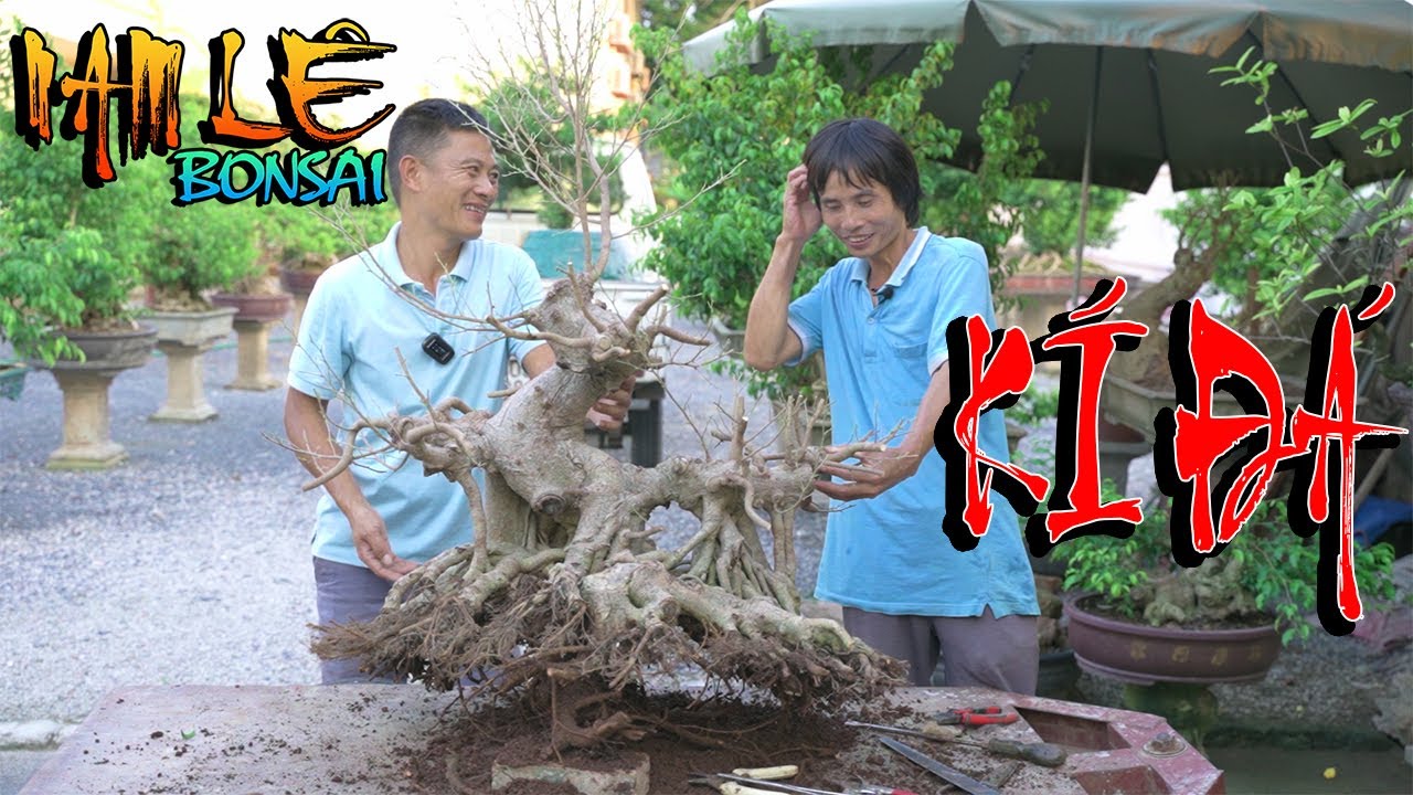 Nghệ nhân Tiến Đá kí đá cây sanh của em Hùng 78 - Thanh Hóa | NamLe Bonsai