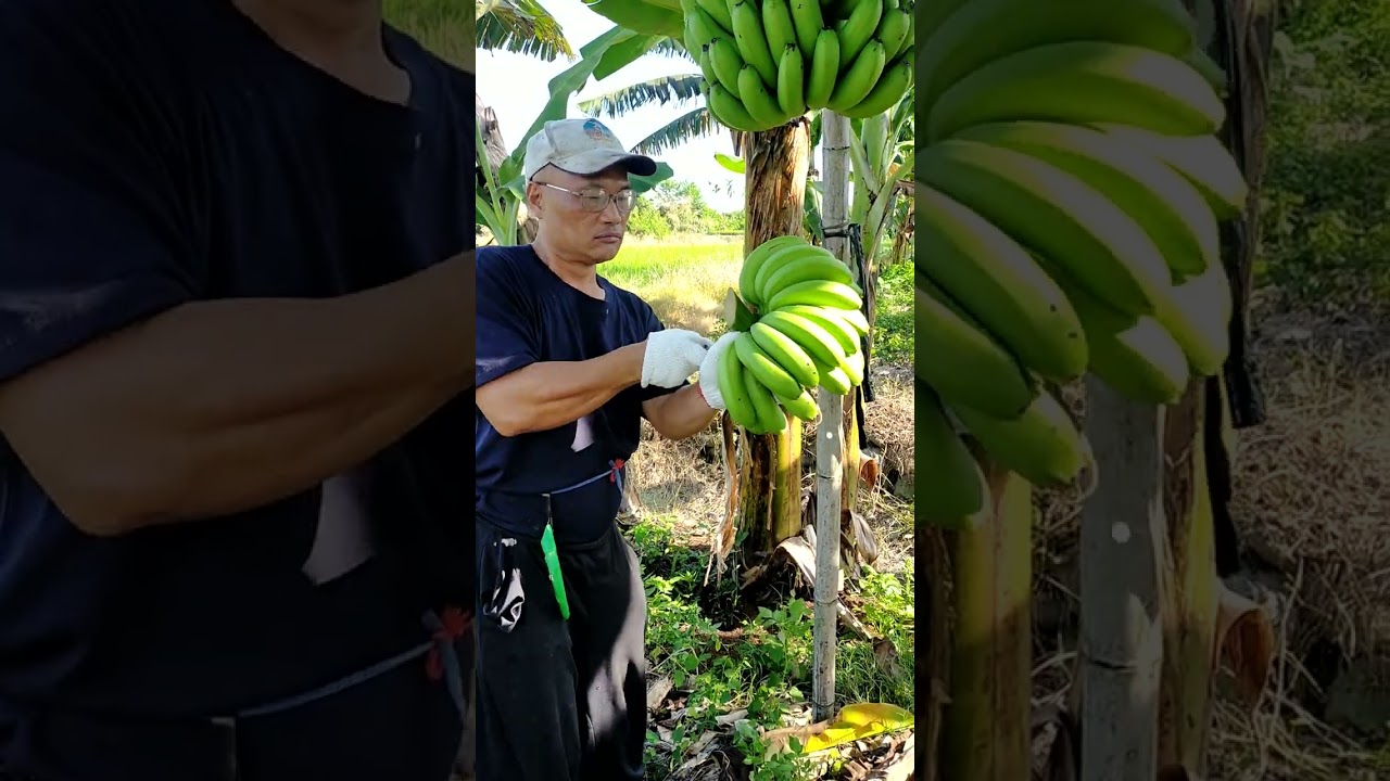 如何判斷香蕉是否成熟？