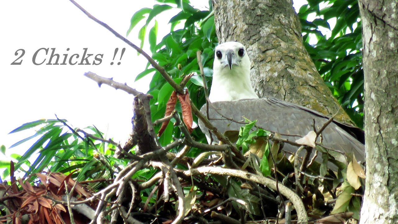2 Chicks !! (17May2021)