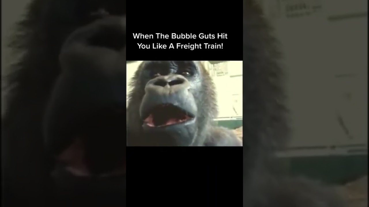 Gorilla gets the bubble guts