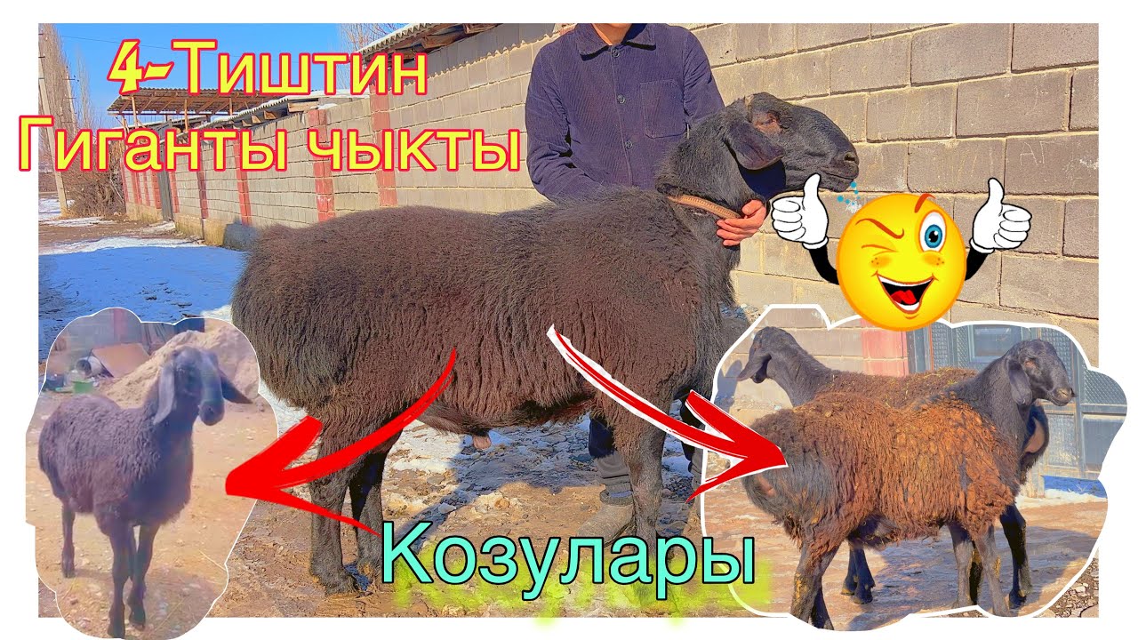 😱🥶4-Тиштин Гиганты чыкты козулары дагы кучту экен@BARPYKG 