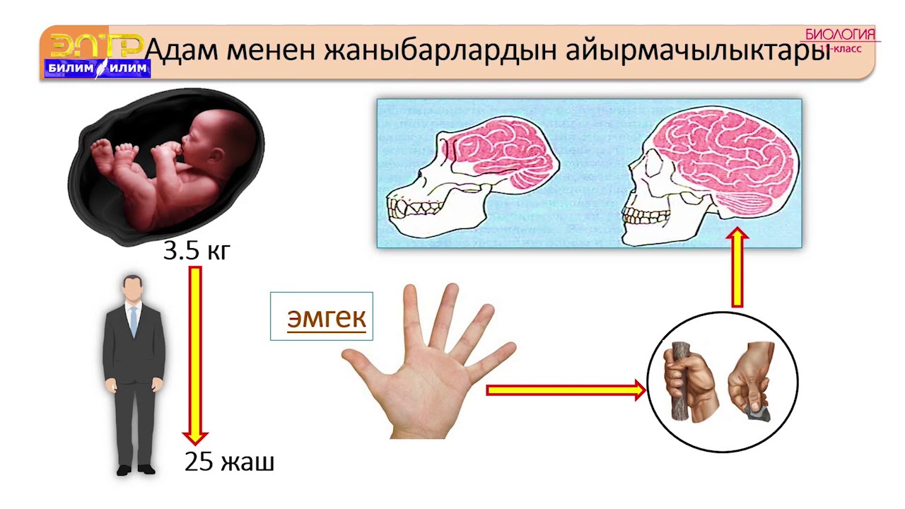 11-класс | Биология | Адамдын эволюциясы. Адам менен жаныбарлардын түзүлүшүнүн жалпы белгилери