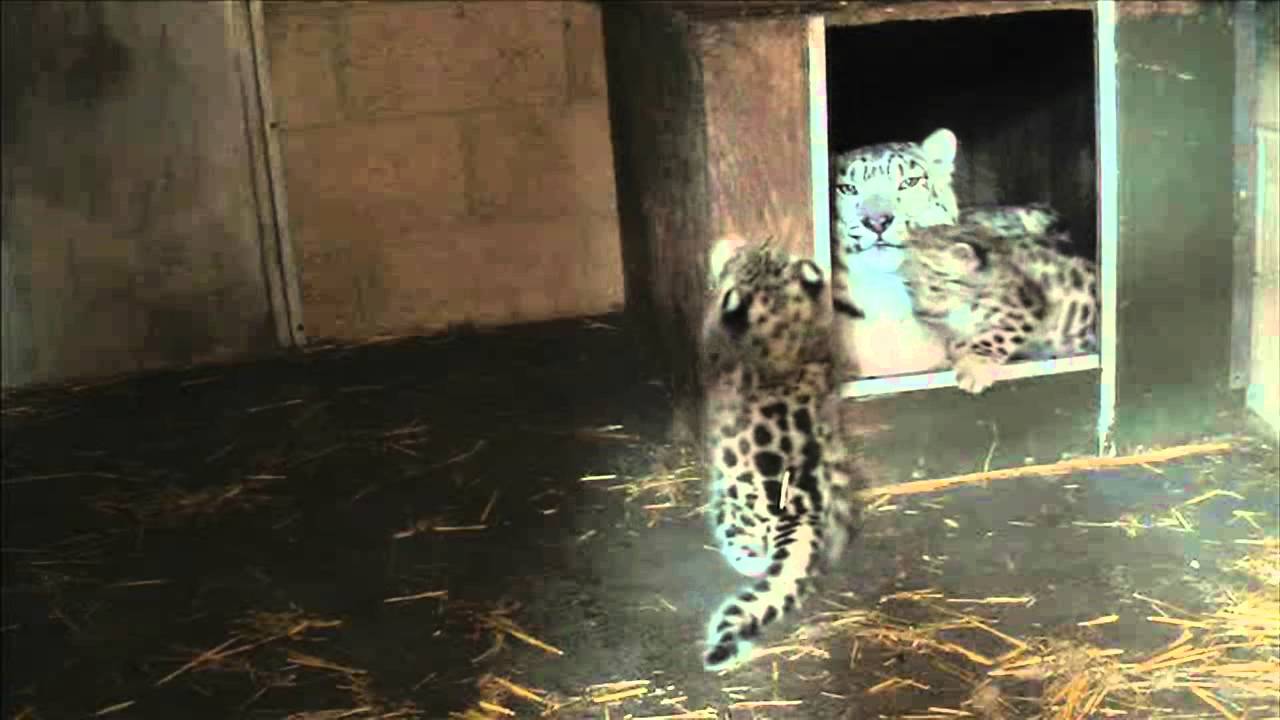 SNOW LEOPARDS  - new born cubs at Marwell zoo