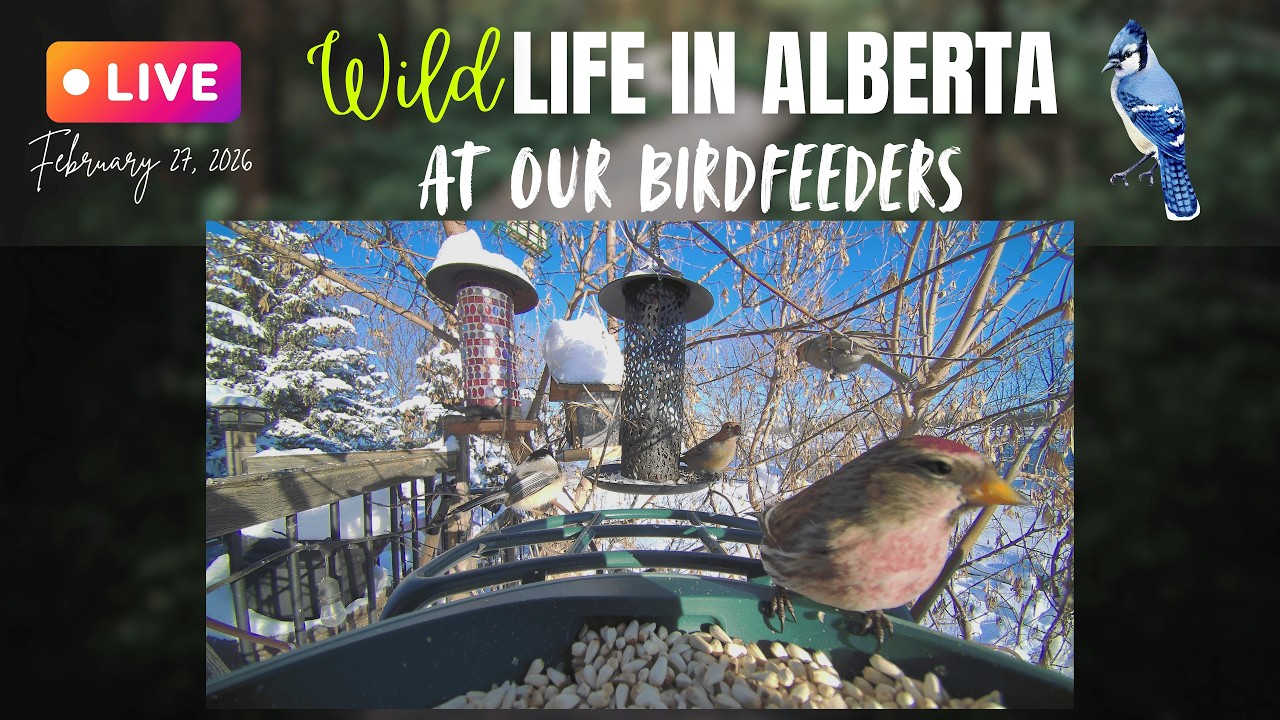Abrupt change in the weather! #birdfeeders #alberta #canada #birds #live #wildlife #livecam #birdcam