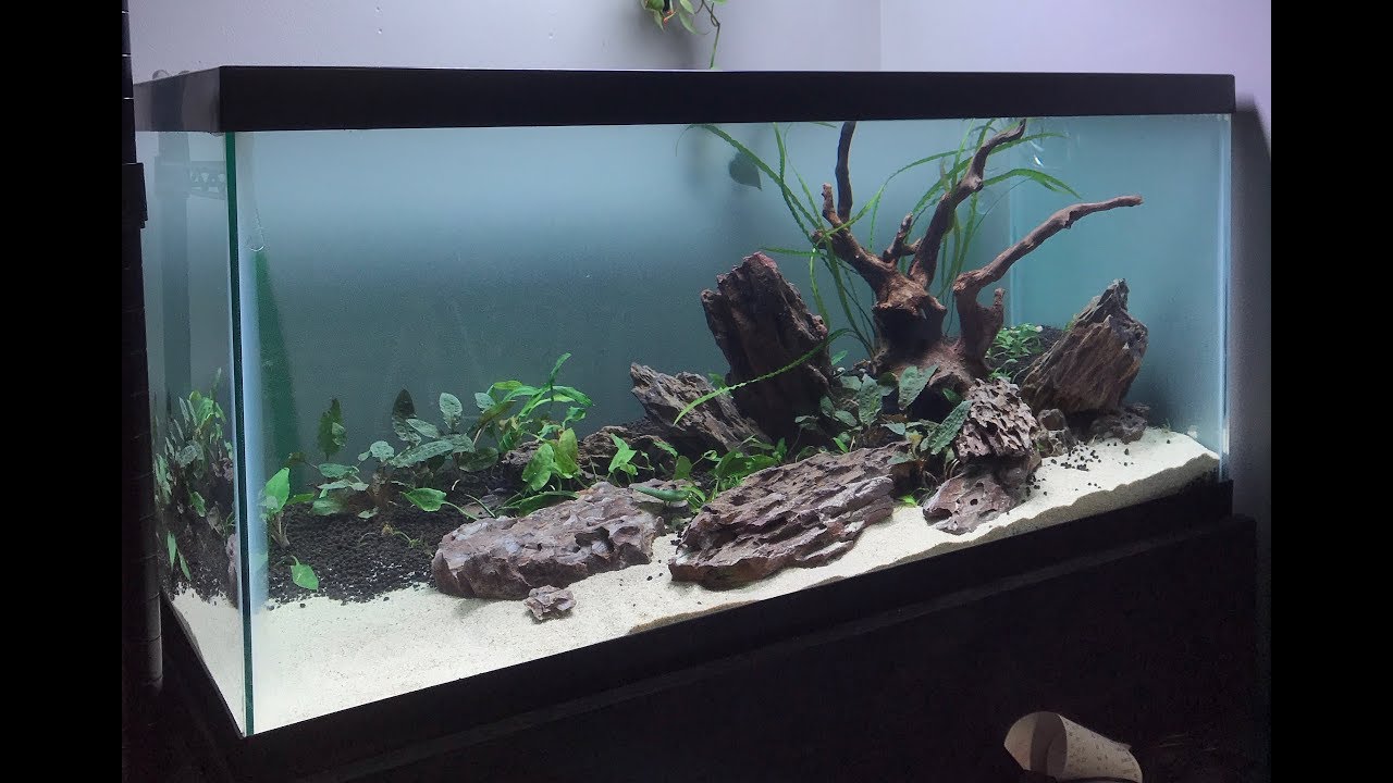 40 Gallon Cryptocoryne Aquascape - My New Favorite Scape