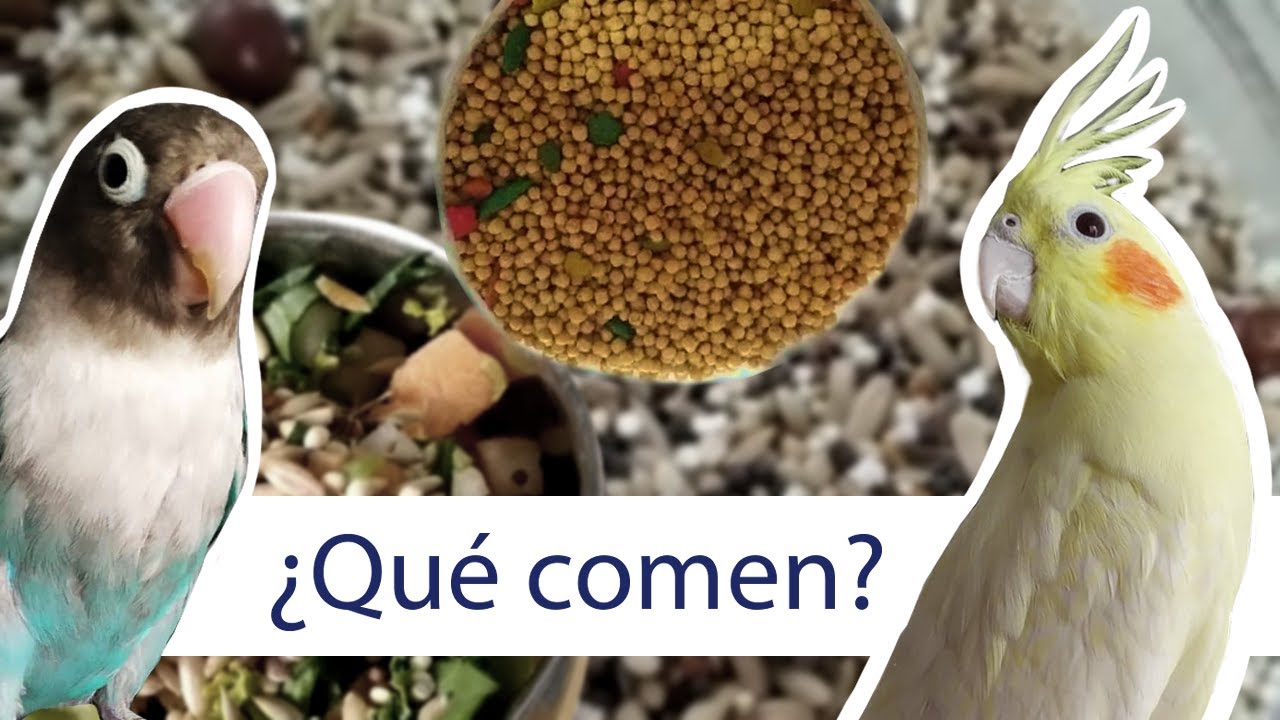 Alimentación de loros . Como alimentar a tu ninfa, agaporni o periquito australiano