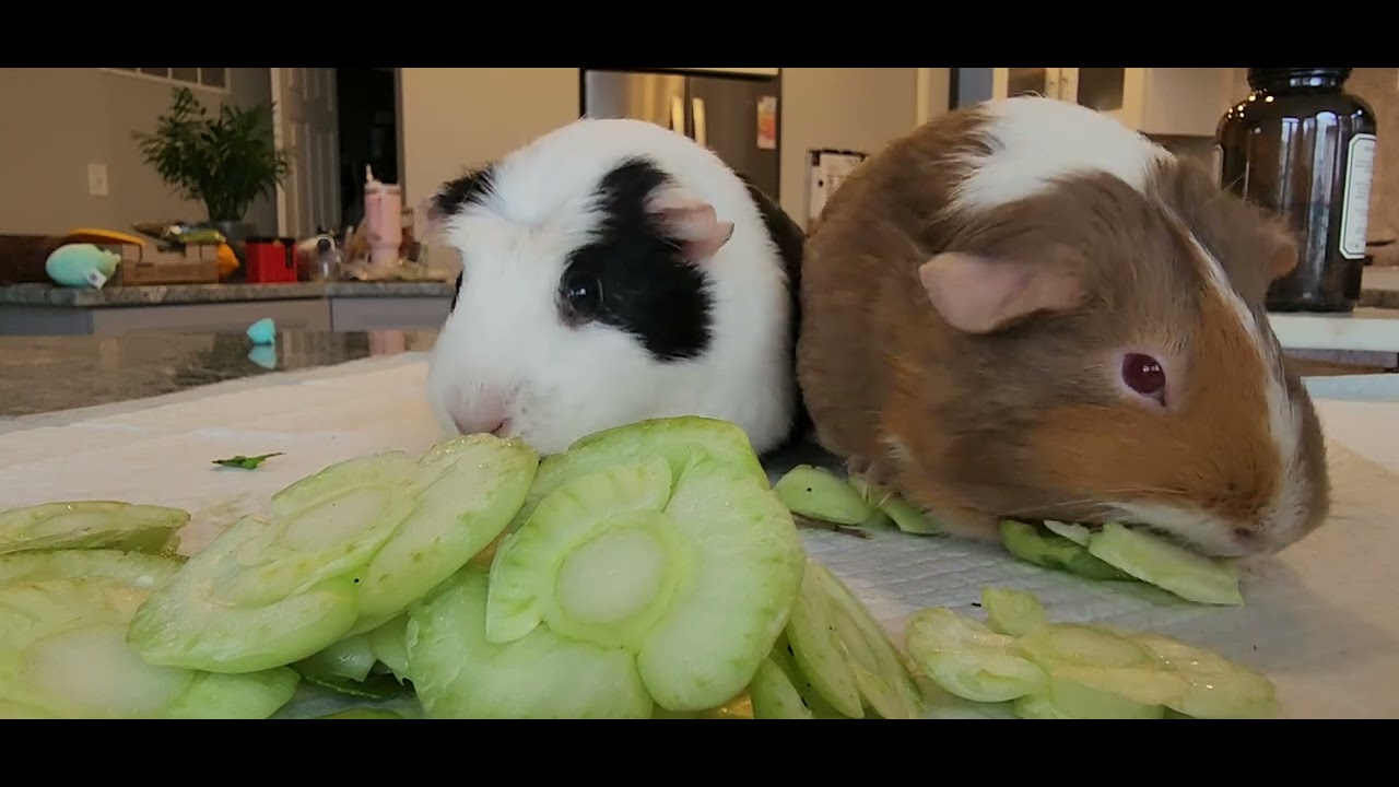 P181 Cute happy guniea pigs eating sound calming relaxing soothing