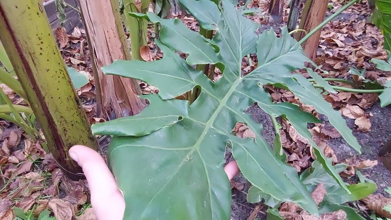 Bananera po przymrozku . Filodendron w gruncie .