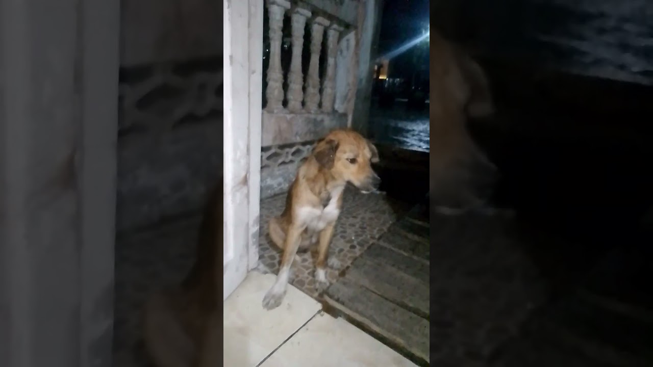 anjig setia sama aku