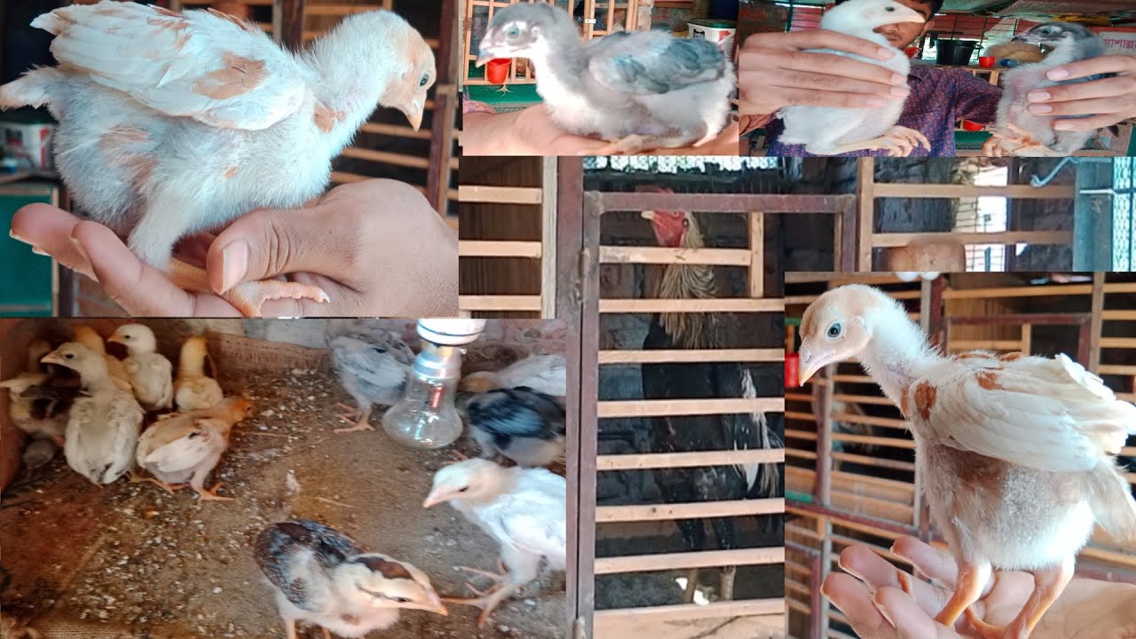 143 বিক্রি হবে রনি ভাইয়ের ভালো ব্লাডের আসিল মুরগির বাচ্চা। aseel murga farm । Aseel & Chicken BD।