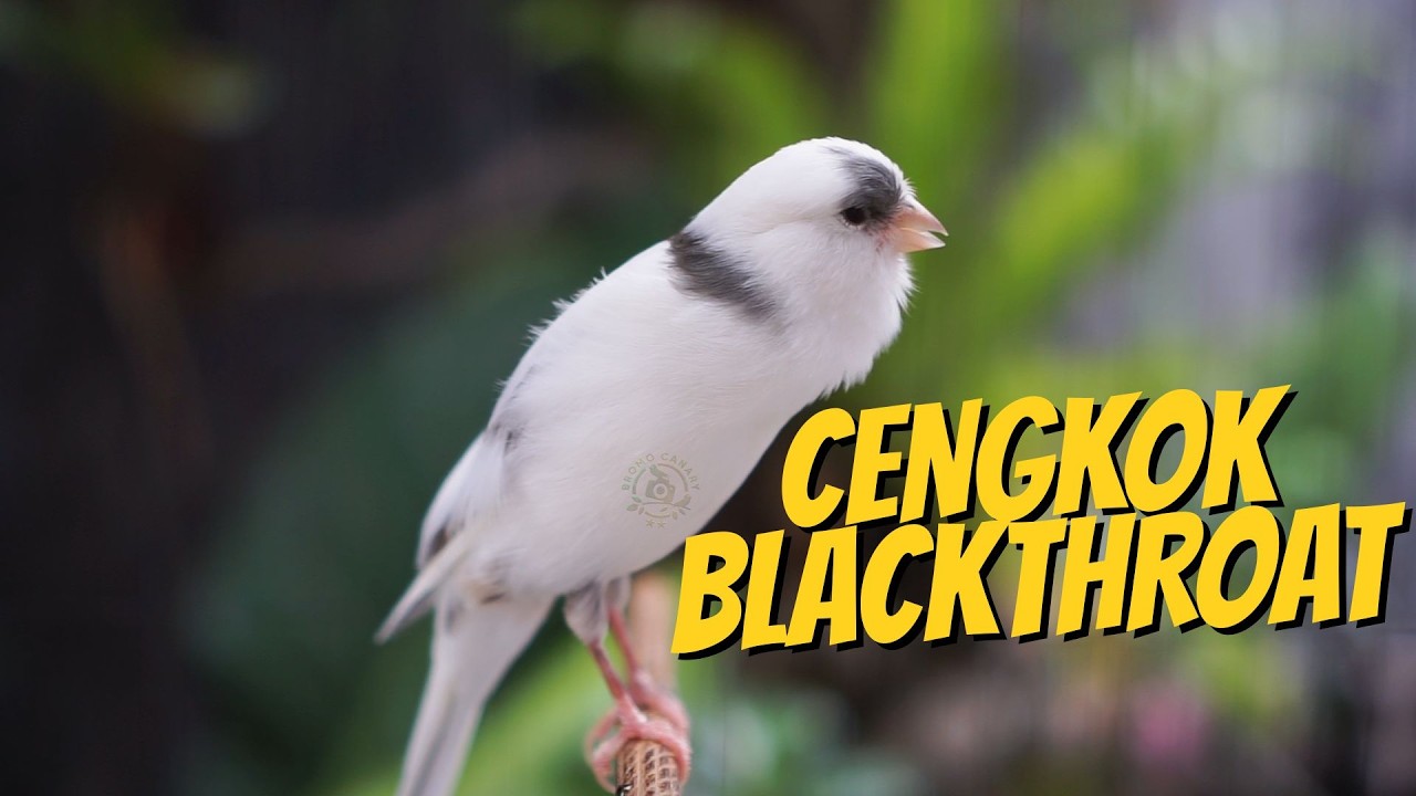 KENARI PANDA ISIAN MEWAH! MASTERAN KENARI ISIAN BLACKTHROAT GACOR SUARA JERNIH IDAMAN