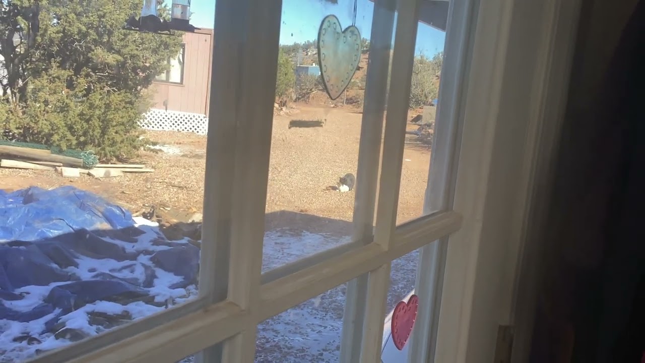 Cats go in heat and start mating!!!