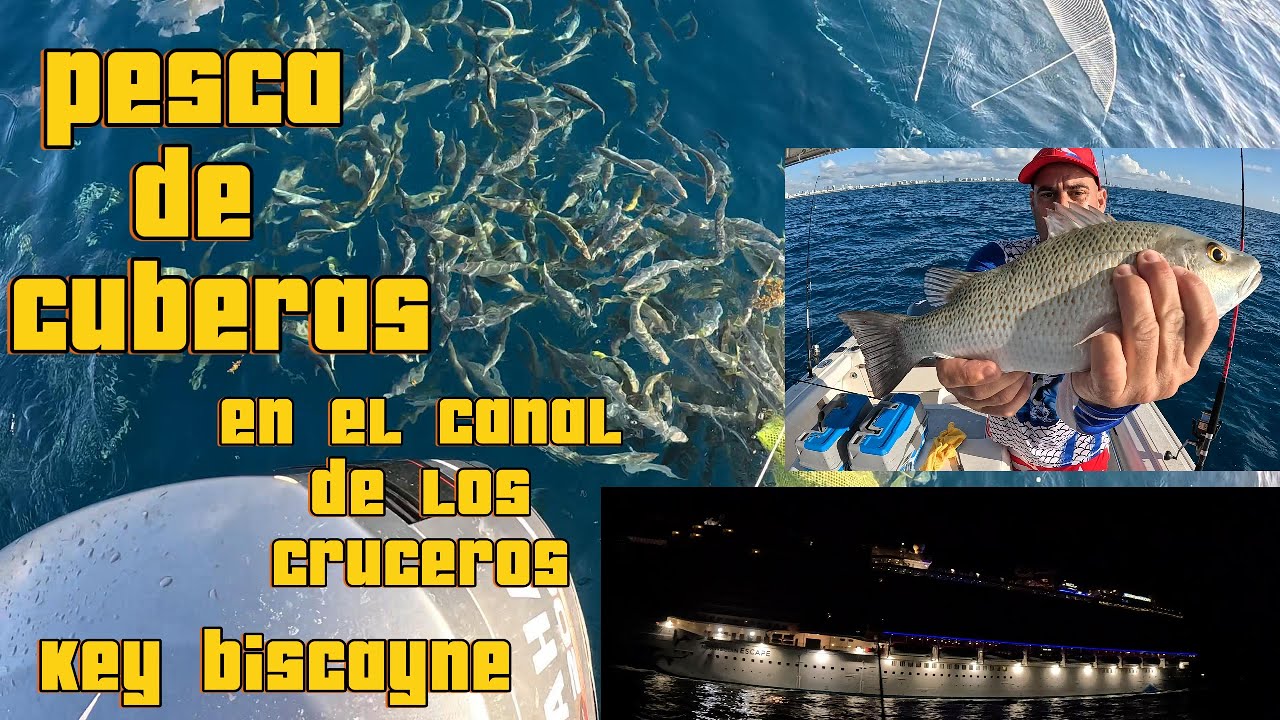Pesca de cuberas en key biscayne ,canal de los cruceros#videoviral #fishing #youtubevideo #miami