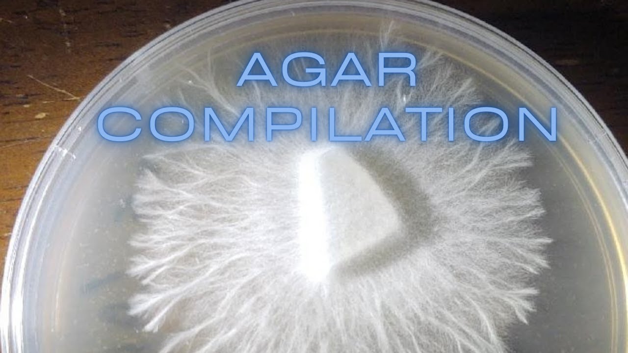 How to Make Agar to Clone Grow Mushroom MEA MYA No Pour Jar Petri Dish Rhizomorphic Mycelium Spores
