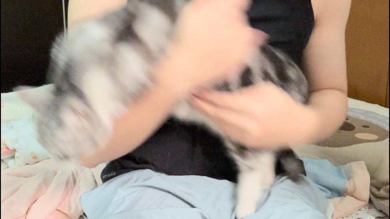 怂猫剪指甲
